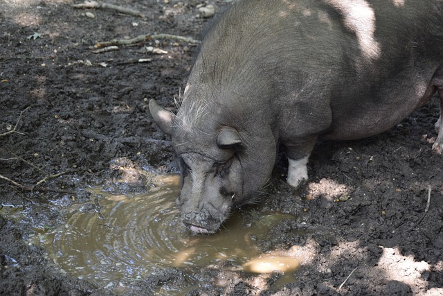 足球——德甲：波鸿不敌霍芬海姆.